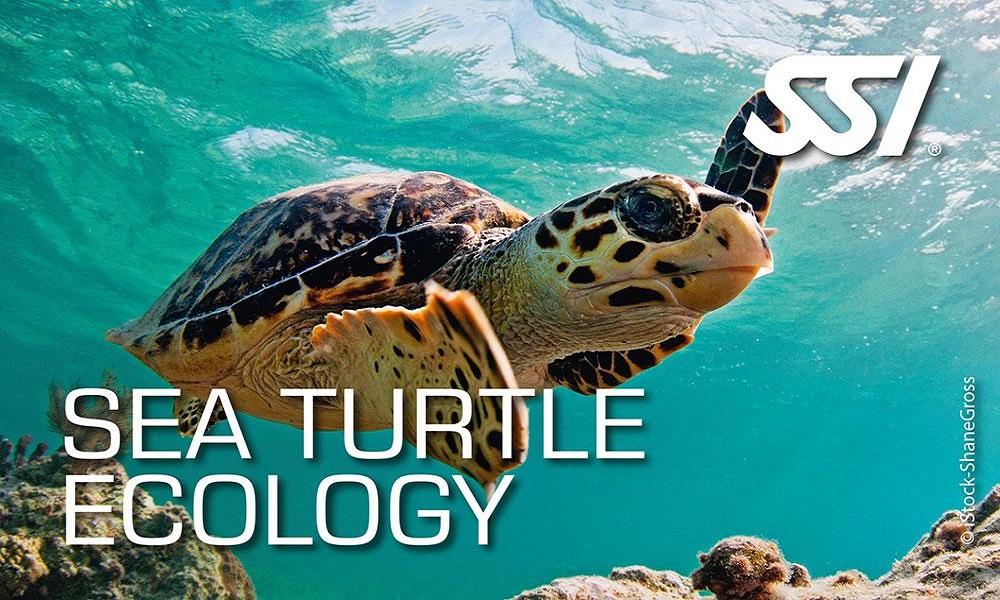sea turtle ecology ssi